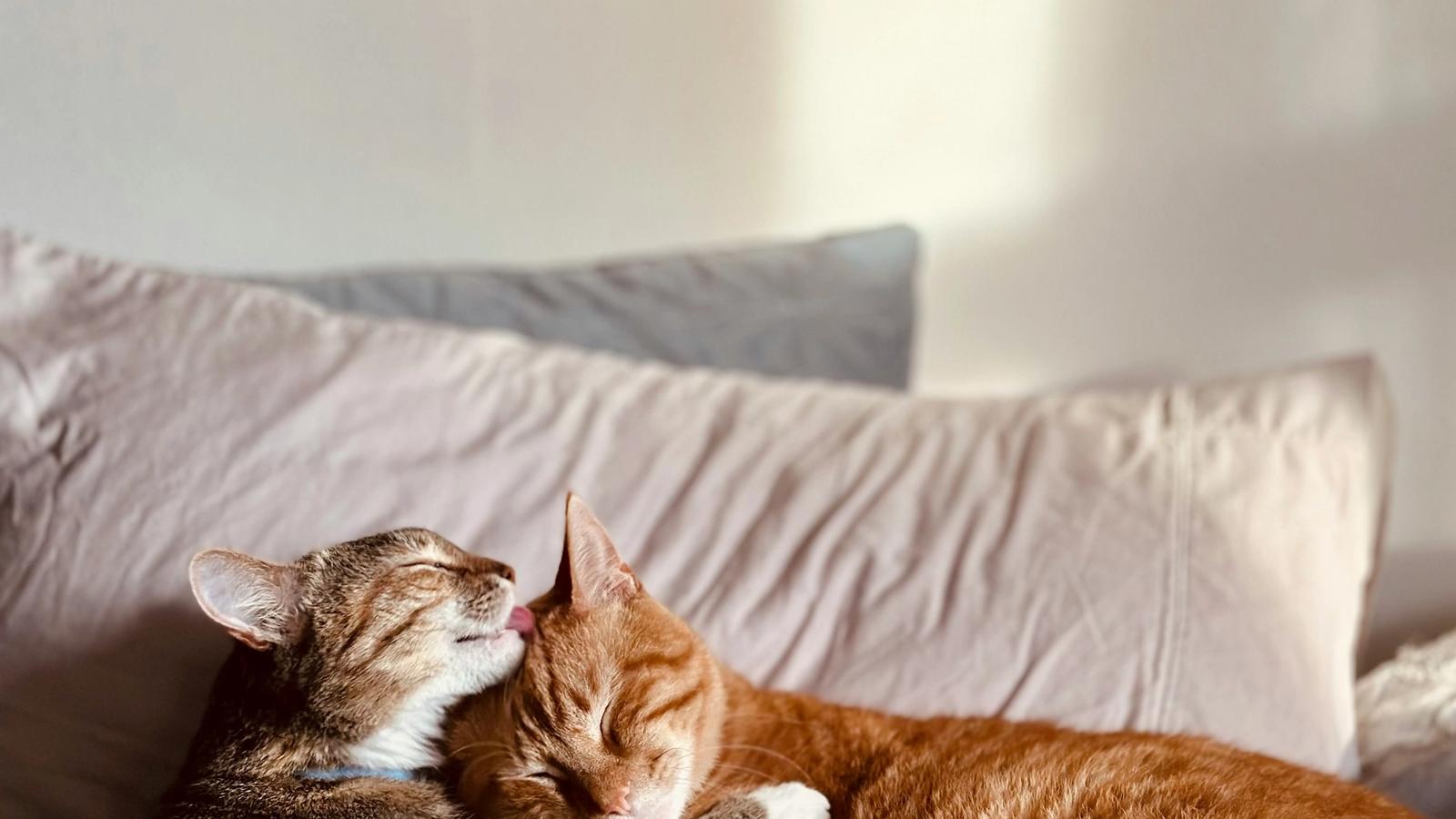 Ma chatte est lesbienne ? 5 signes qui ne trompent pas (et pourquoi vous n’avez aucune chance face à sa concurrence)
