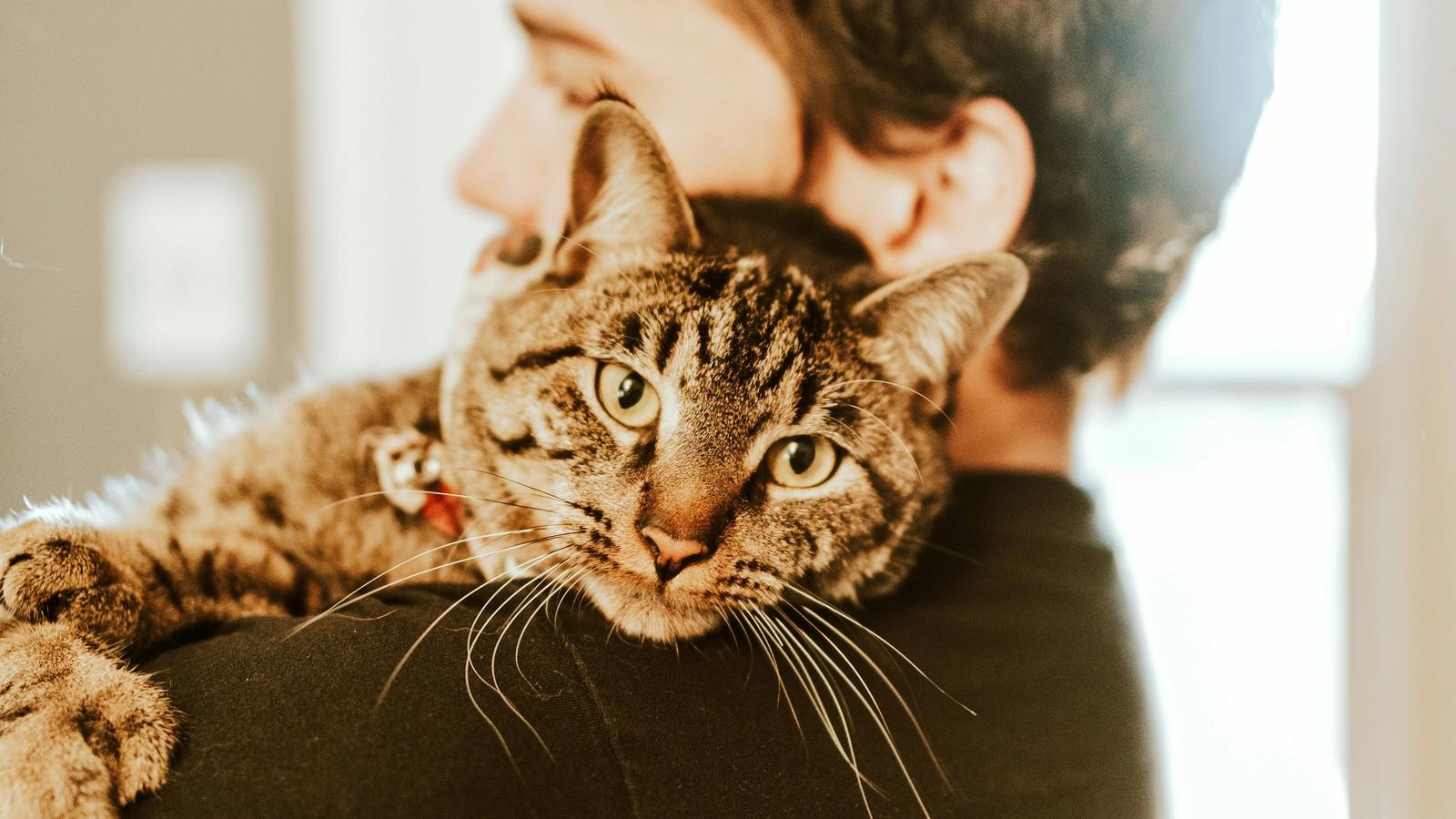 What Gift Should You Get a Cat Person? 5 Ideas for Someone Who’s Already Lost All Sense of Proportion