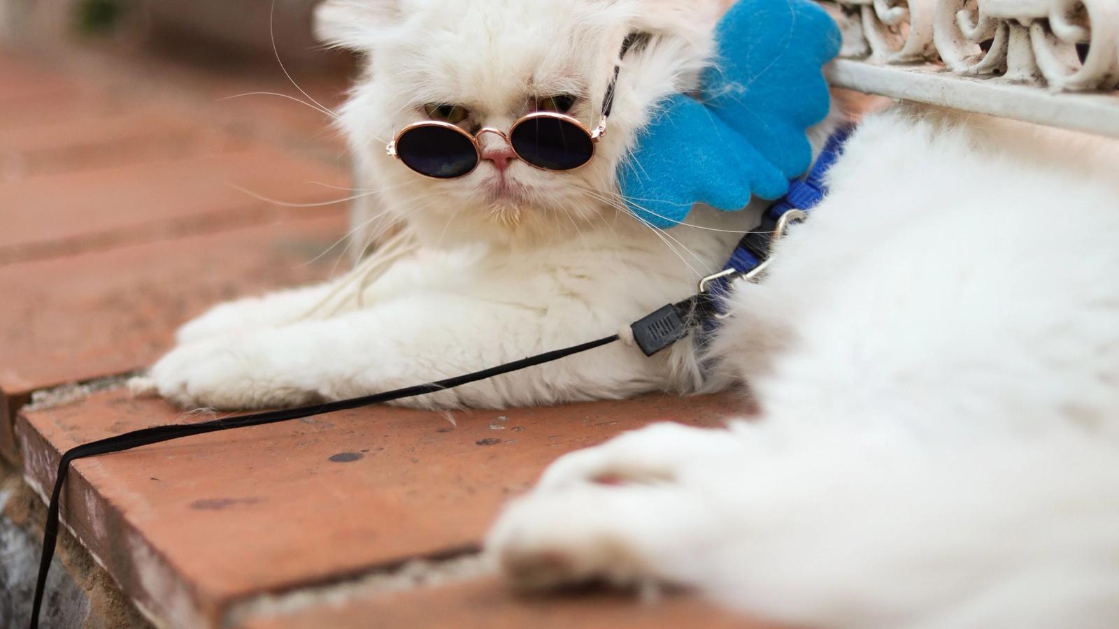 Il mio gatto è woke? 4 segnali inequivocabili (e come sopravvivere al dibattito)