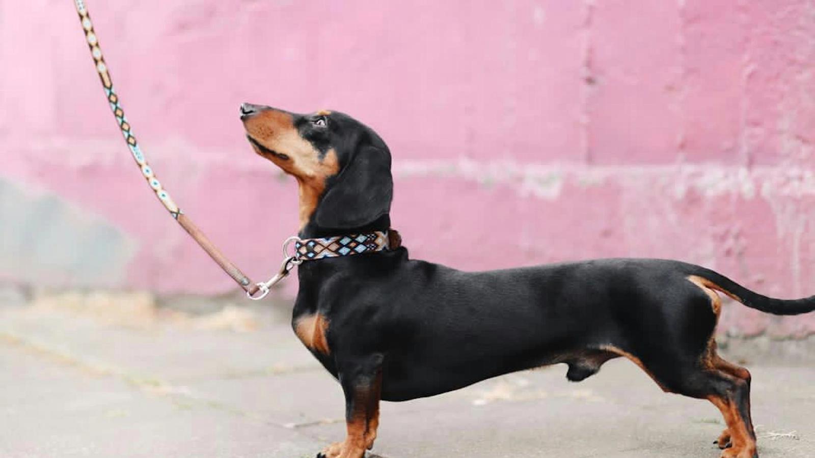 Mon chien est genderfluid ? 5 signes inquiétants (et comment survivre à un chien qui change d’identité plus vite que vous ne changez de caleçon)