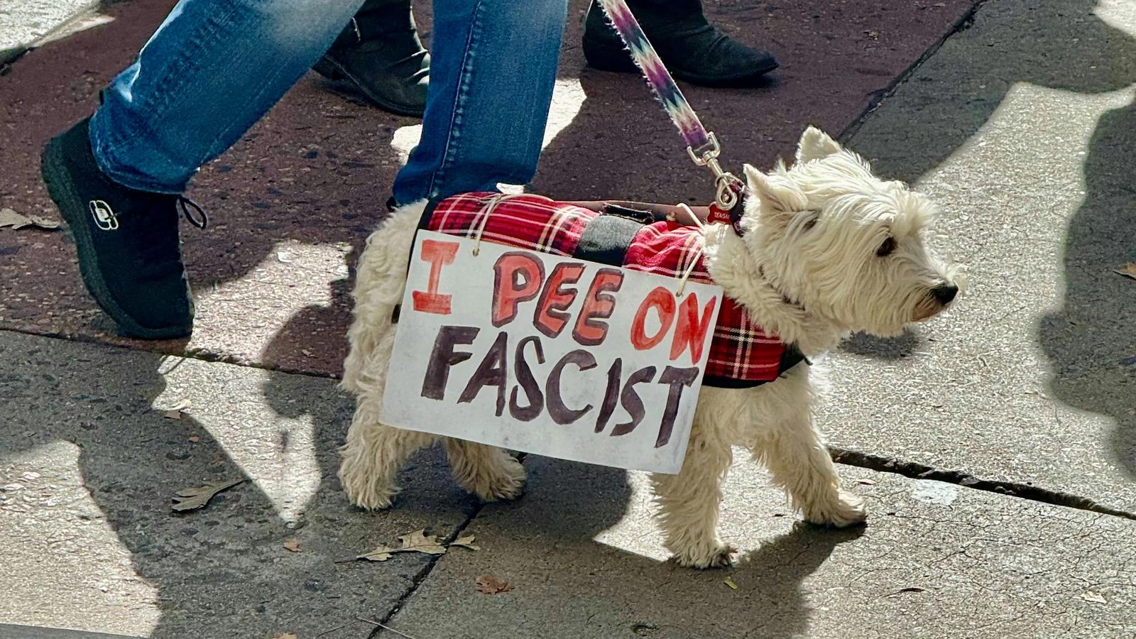 Mon chien est de gauche ? 6 signes inquiétants (et comment gérer un révolutionnaire à truffe)