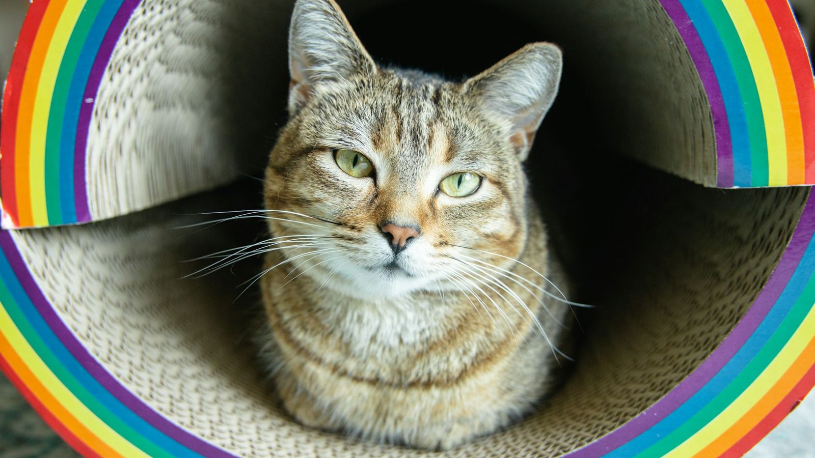 Mon chat est gay ? 5 signes et comment l'accepter