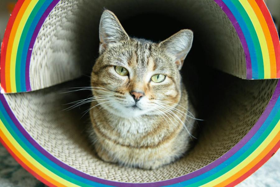 Mon chat est gay ? 5 signes et comment l'accepter