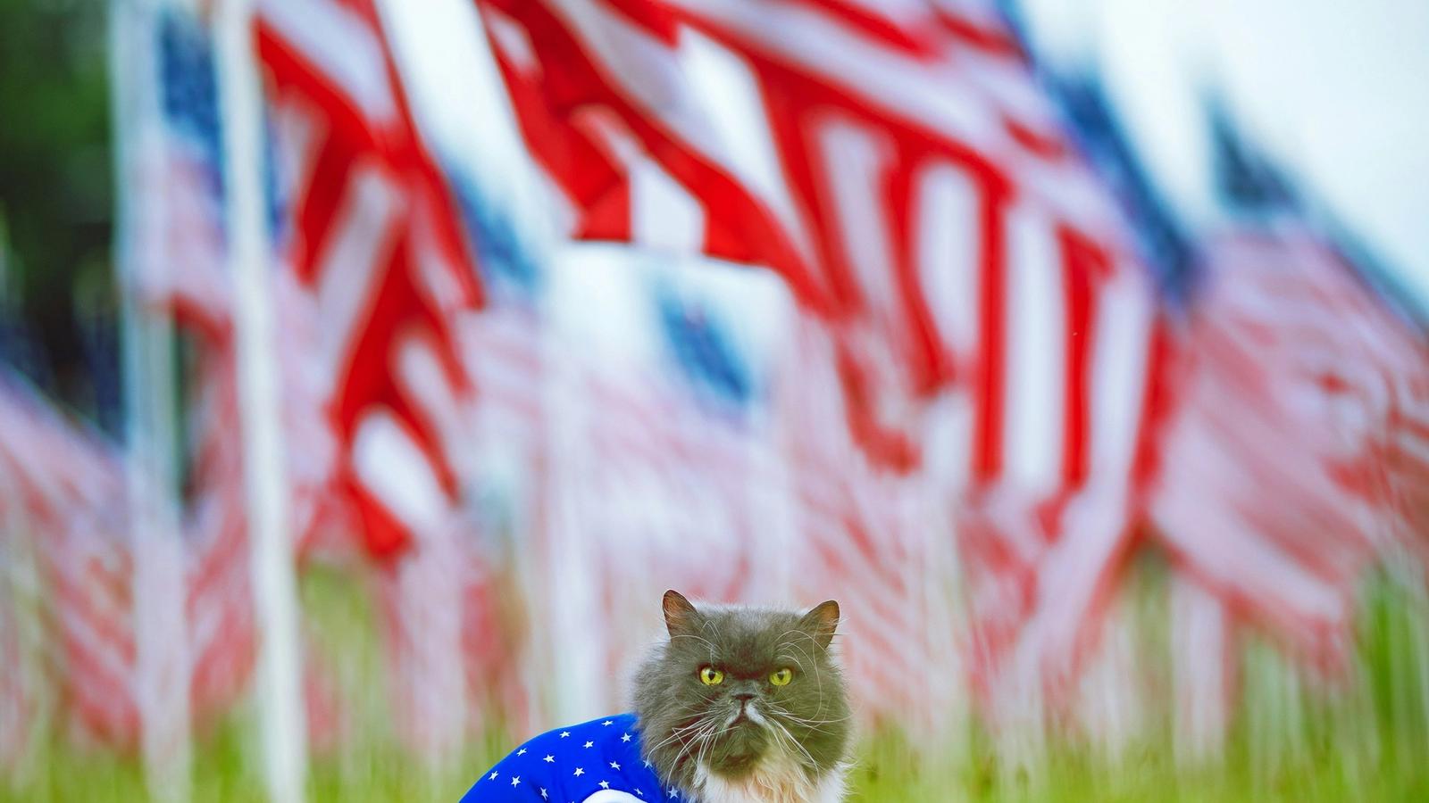 Is My Cat a Conservative? 5 Telltale Signs (and How to Bring Them Back to Reality)