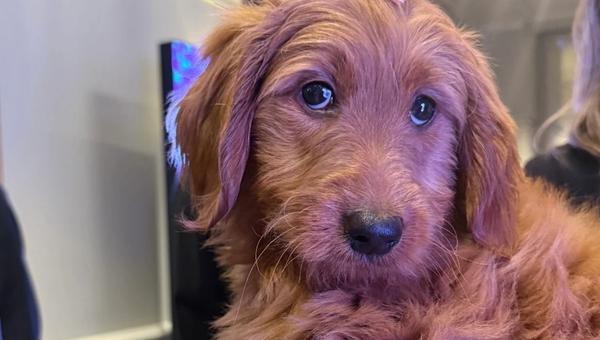Puppy Love with Fundraising:  Impact Auctions