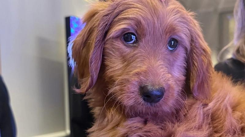 Puppy Love with Fundraising:  Impact Auctions