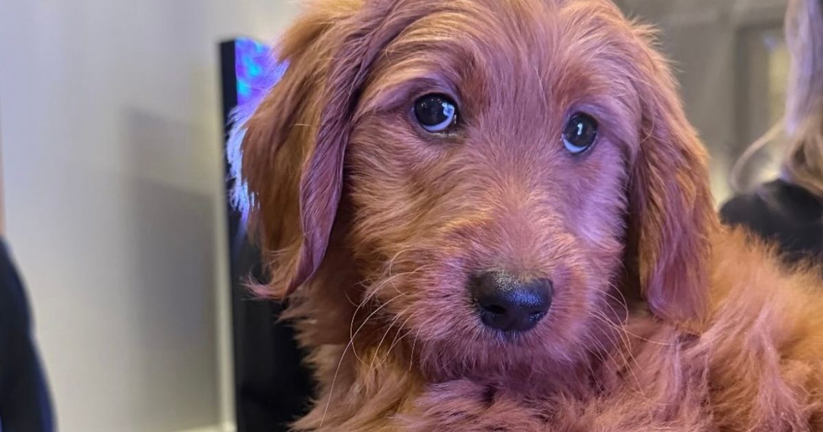 Puppy Love with Fundraising:  Impact Auctions