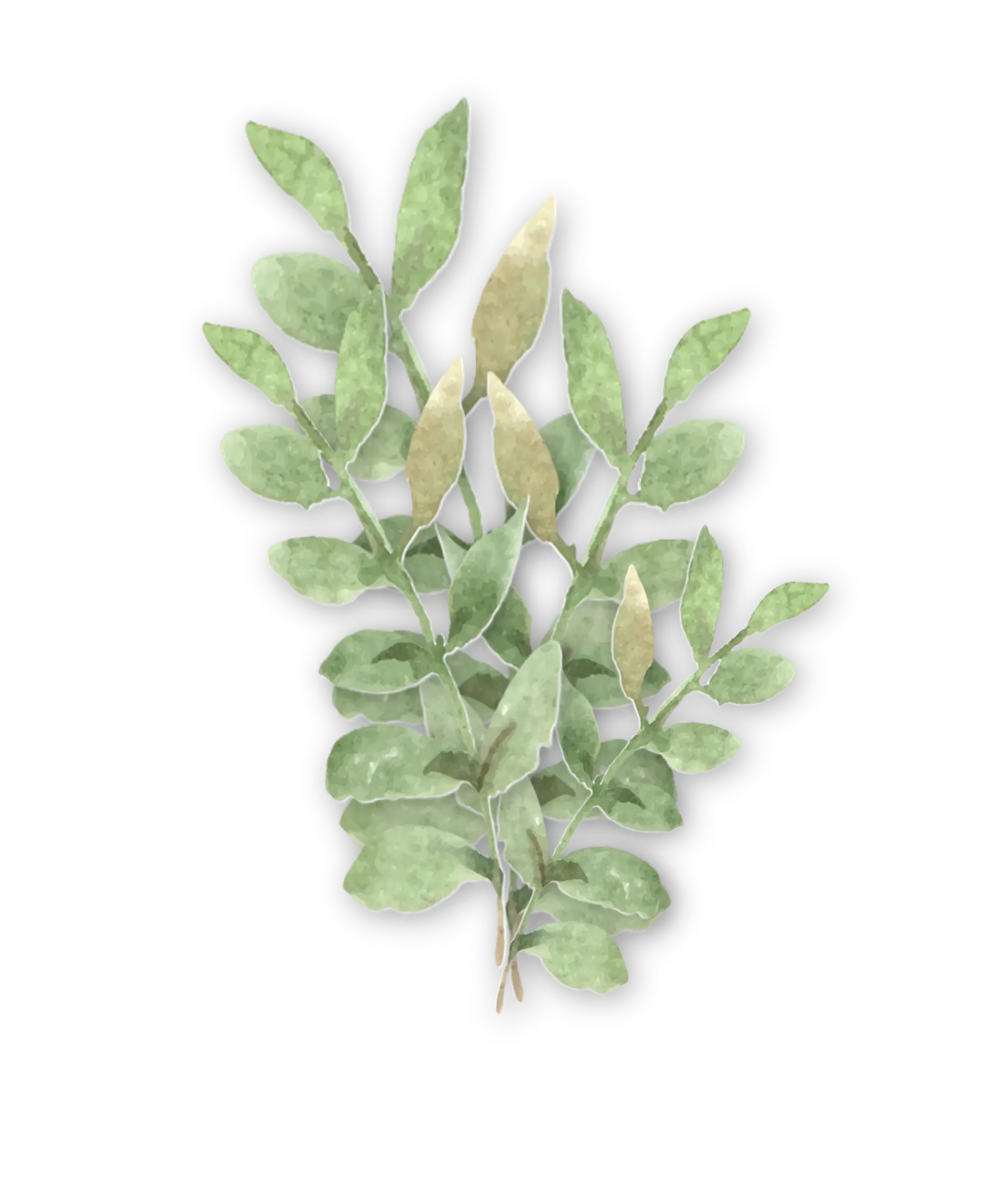 watercolour of a cluster of foliage in mint, sage and olive greens, with a subtle shadow effect