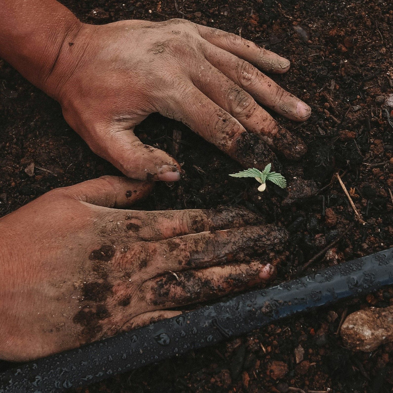 planting tree
