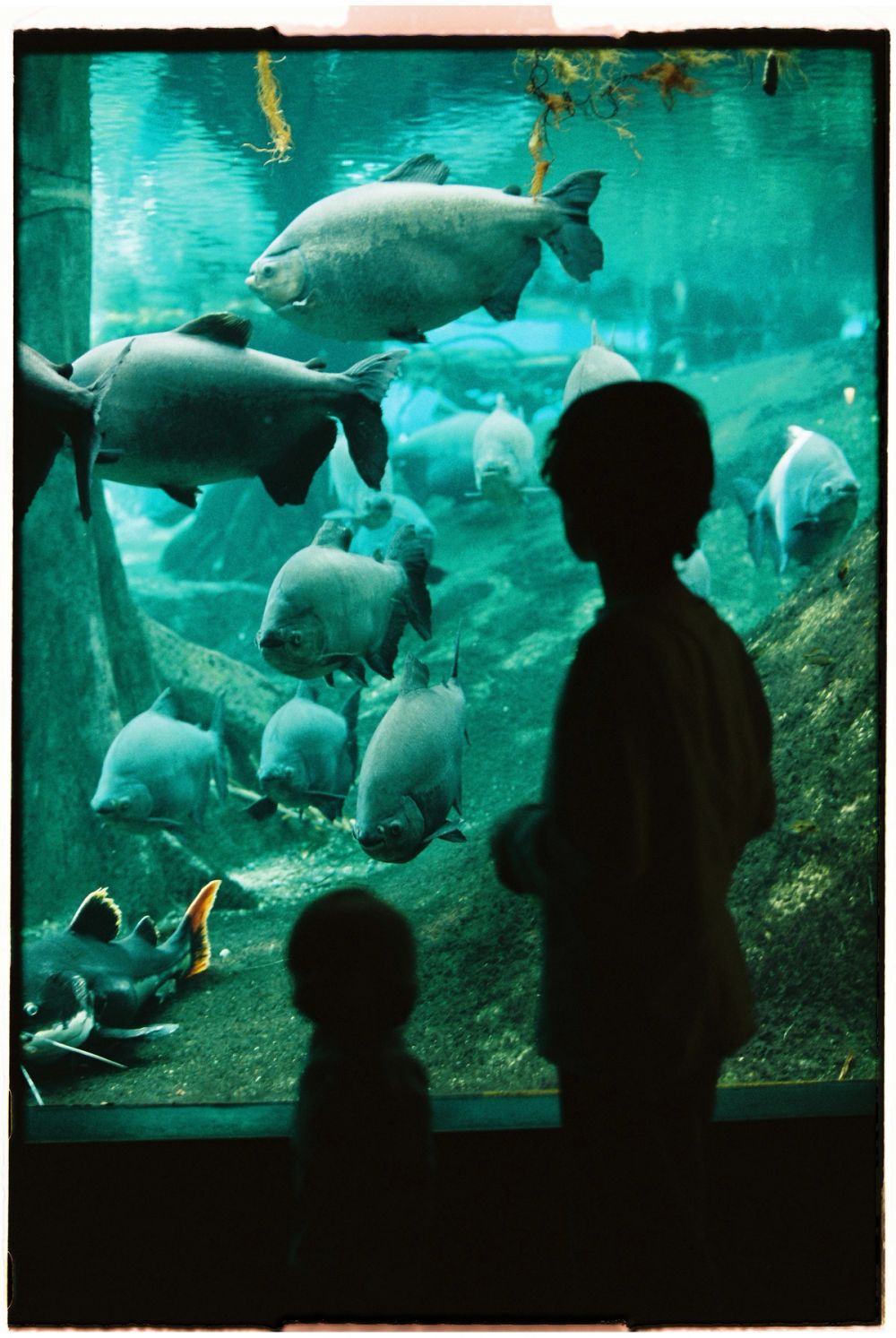 Cosmocaixa