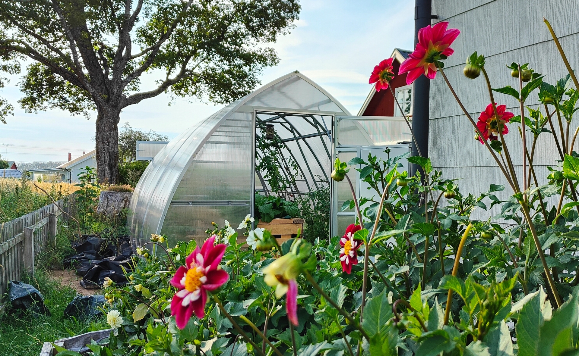Tor 300x med öppen dörr och blommande dahlior i trädgården.