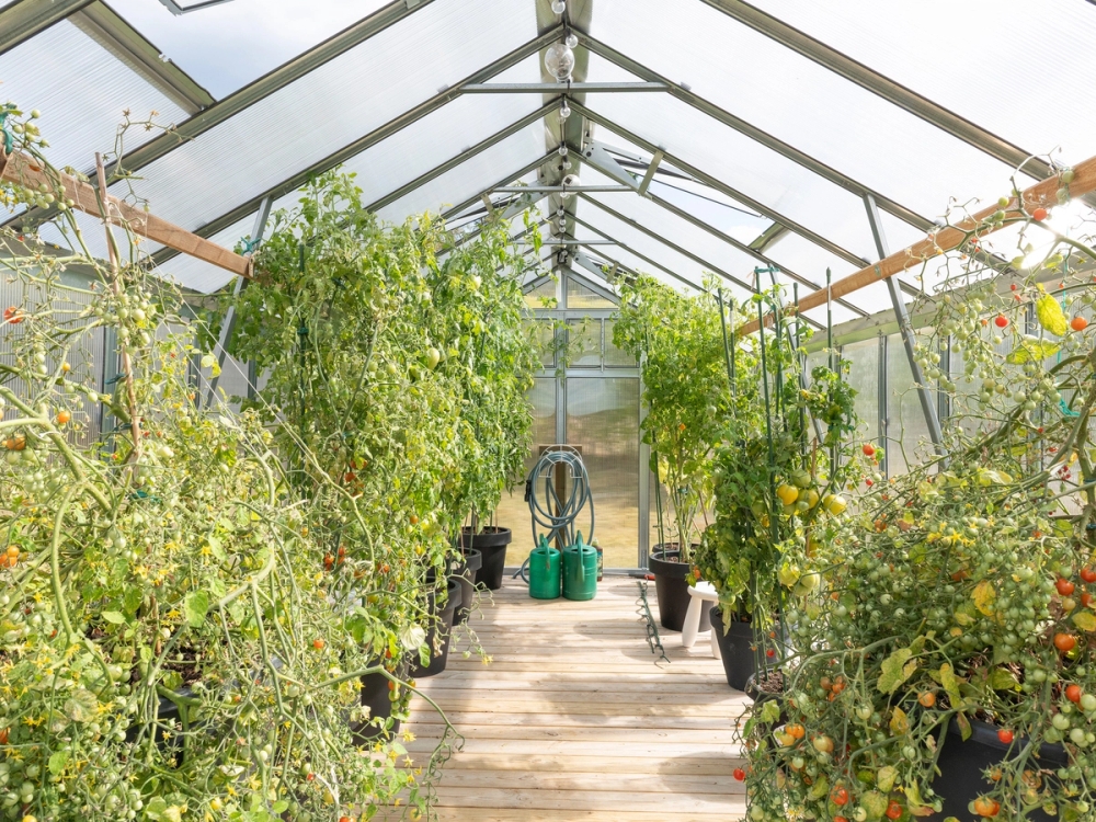 Dyrking av tomater og utsikten fra innsiden av et Variant 249 drivhus.