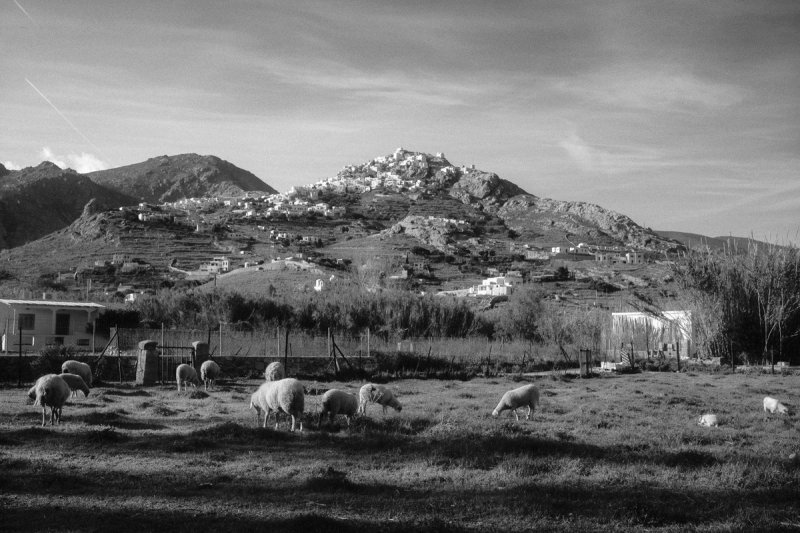 Sheep grazing in a fenced field below the Chora on its hill. Serifos, photograph by Yannis Papanastasopoulos
