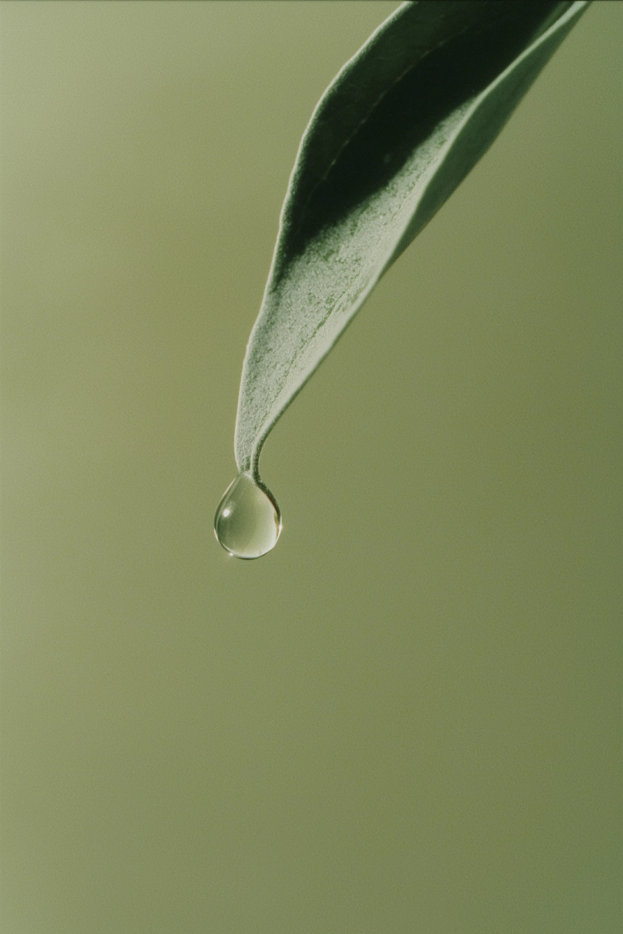 A single drop of water hanging from a green leaf.