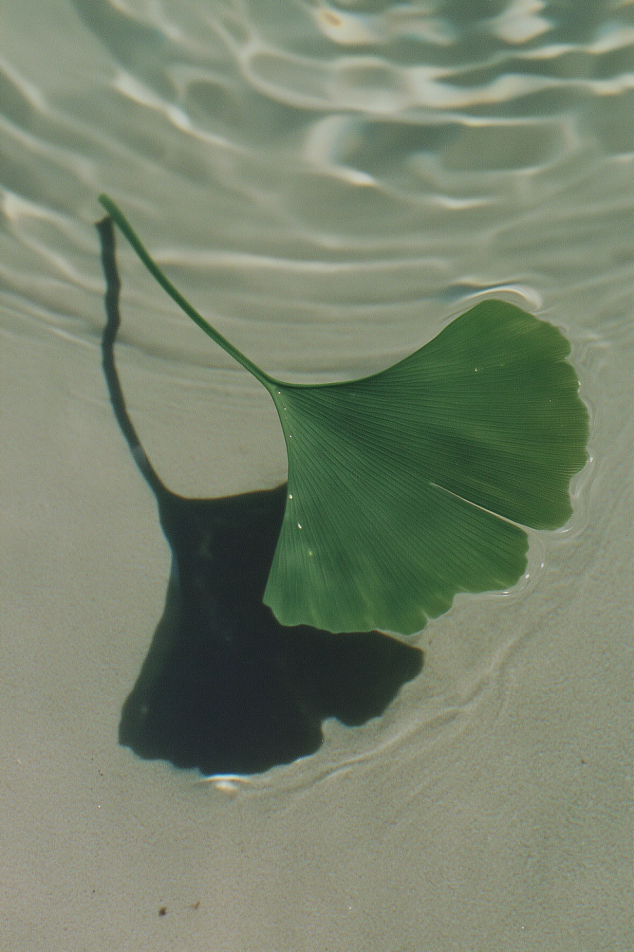 A green ginkgo leaf suspended against a watery dark field.