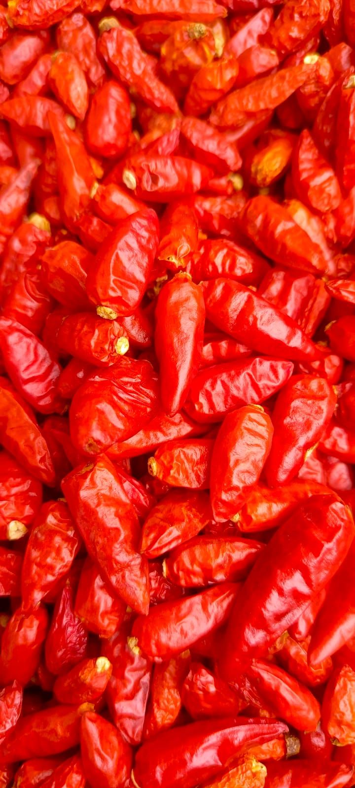 Kenyan African Bird's Eye Chilies: Premium Quality for the Global Market
