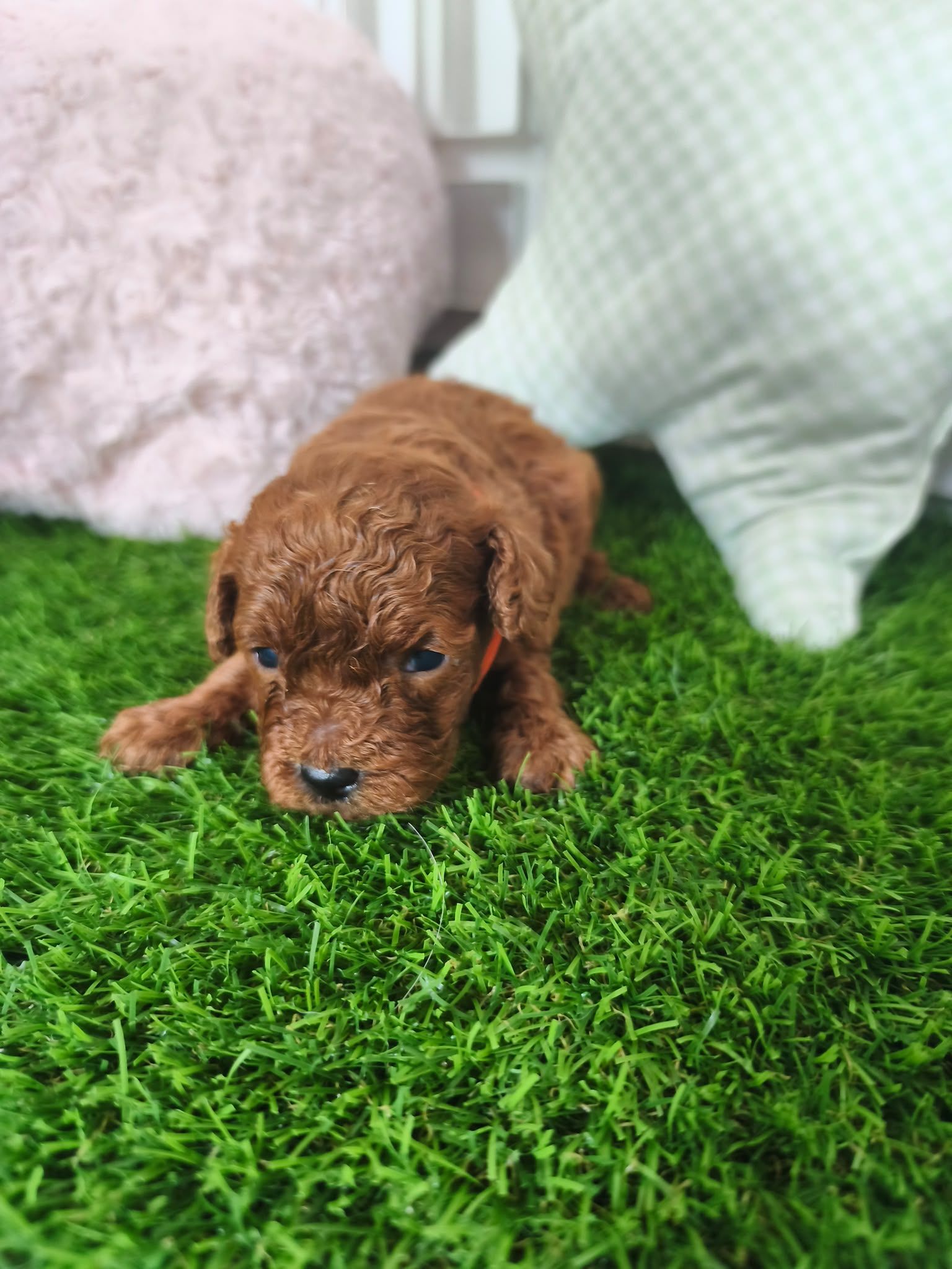 Cachorro de Caniche Toy — Caniche Toy