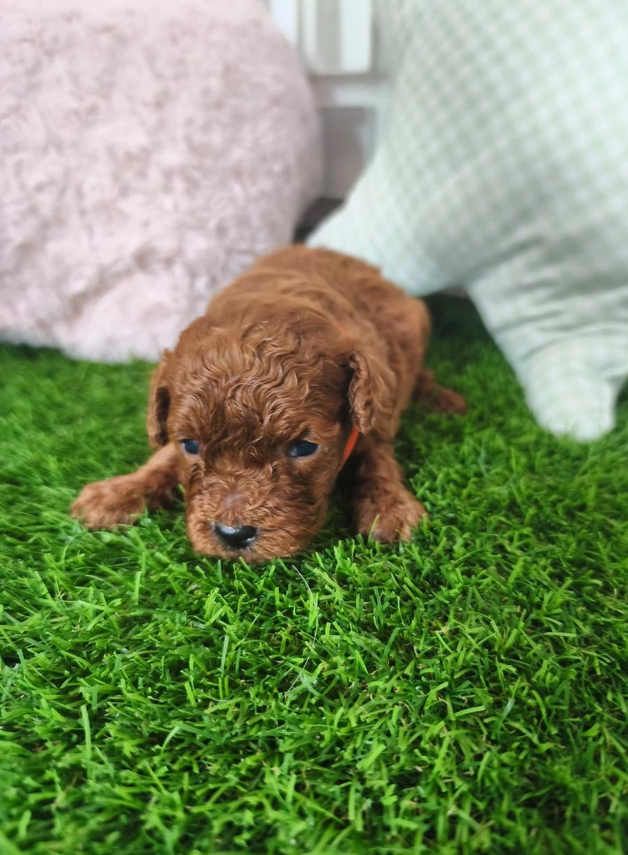 Cachorro Caniche toy rojo hembra