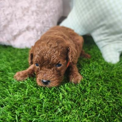 Cachorro de Caniche Toy hembra en Benidorm — Criadero 4Patas