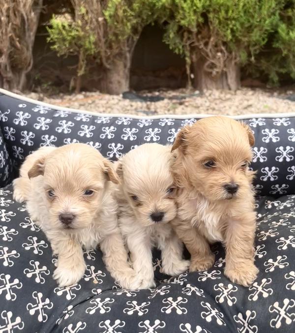 Maltipoo