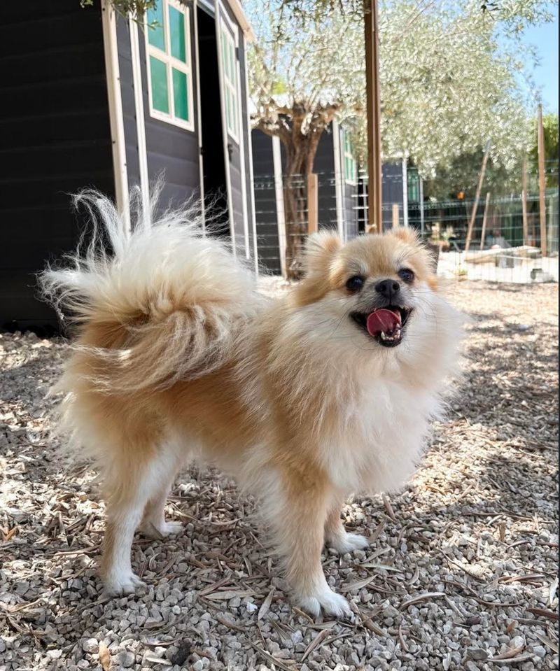 Pomerania — imagen 1