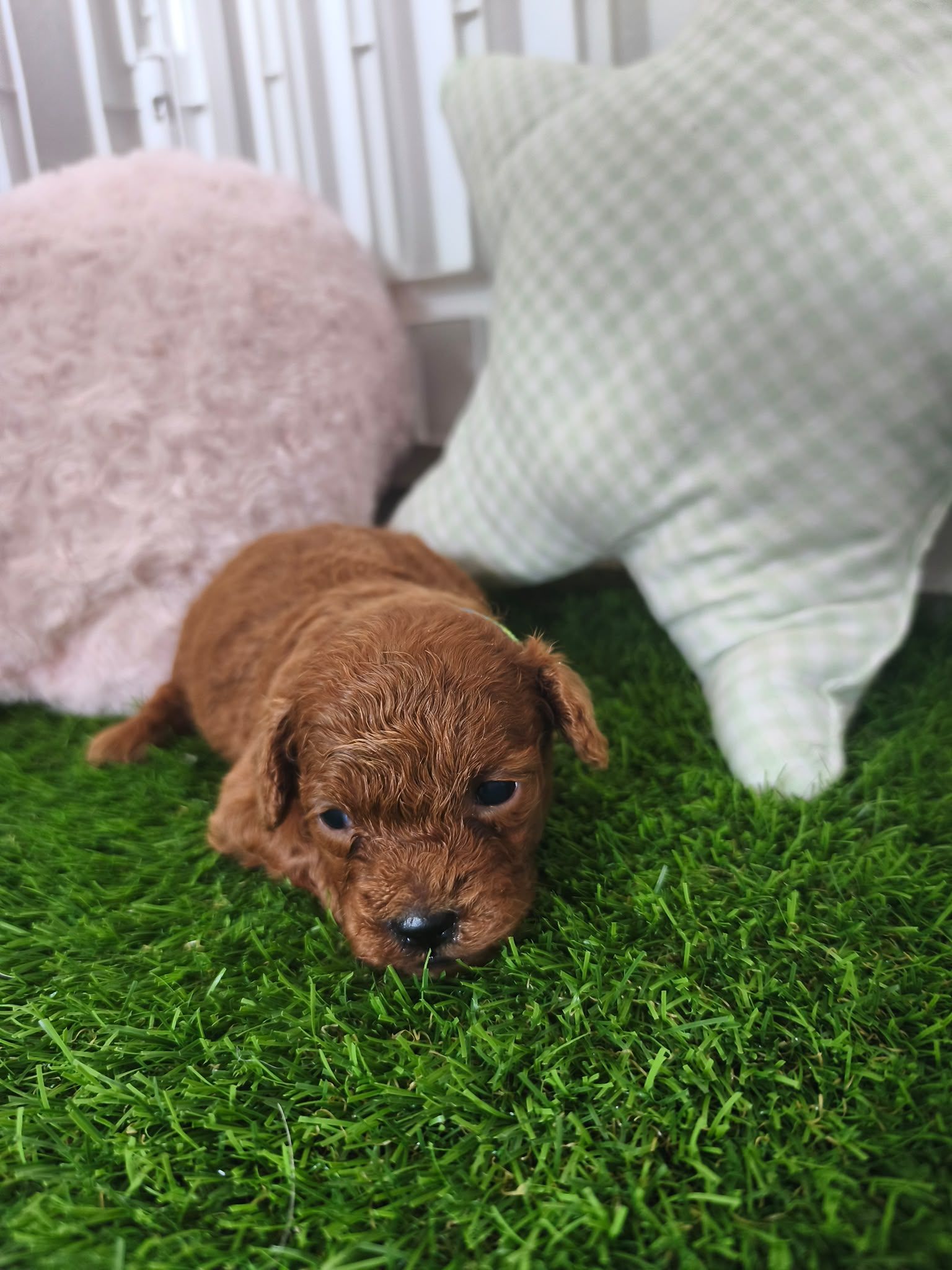 Cachorro de Caniche Toy — Caniche Toy