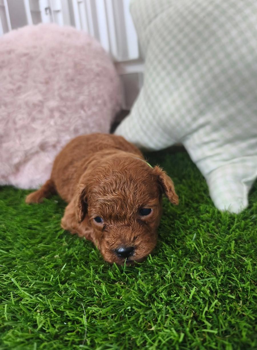 Cachorro Caniche toy rojo hembra