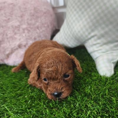 Cachorro de Caniche Toy hembra en Benidorm — Criadero 4Patas