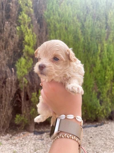 Cachorro de Maltipoo hembra — Criadero 4Patas