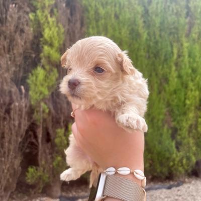 Cachorro de Maltipoo hembra en Alicante — Criadero 4Patas