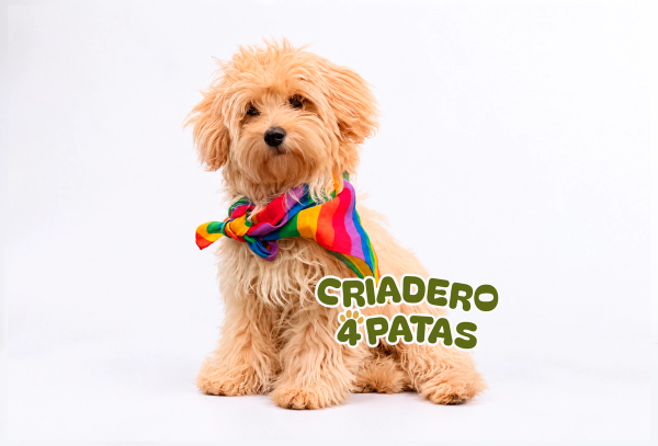 Maltipoo