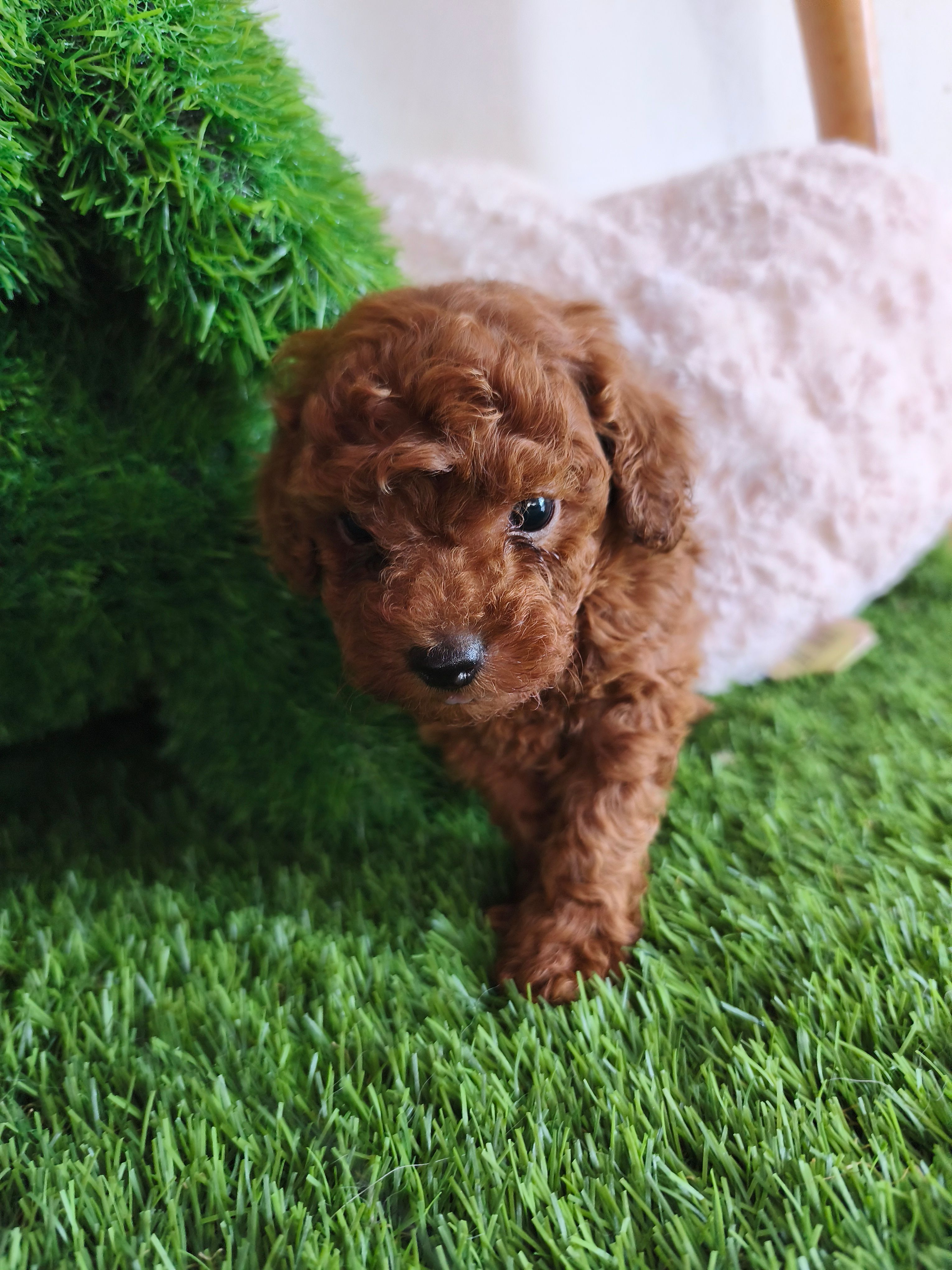 Cachorro de Caniche Toy — Caniche Toy