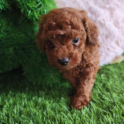 Cachorro de Caniche Toy hembra en Benidorm — Criadero 4Patas