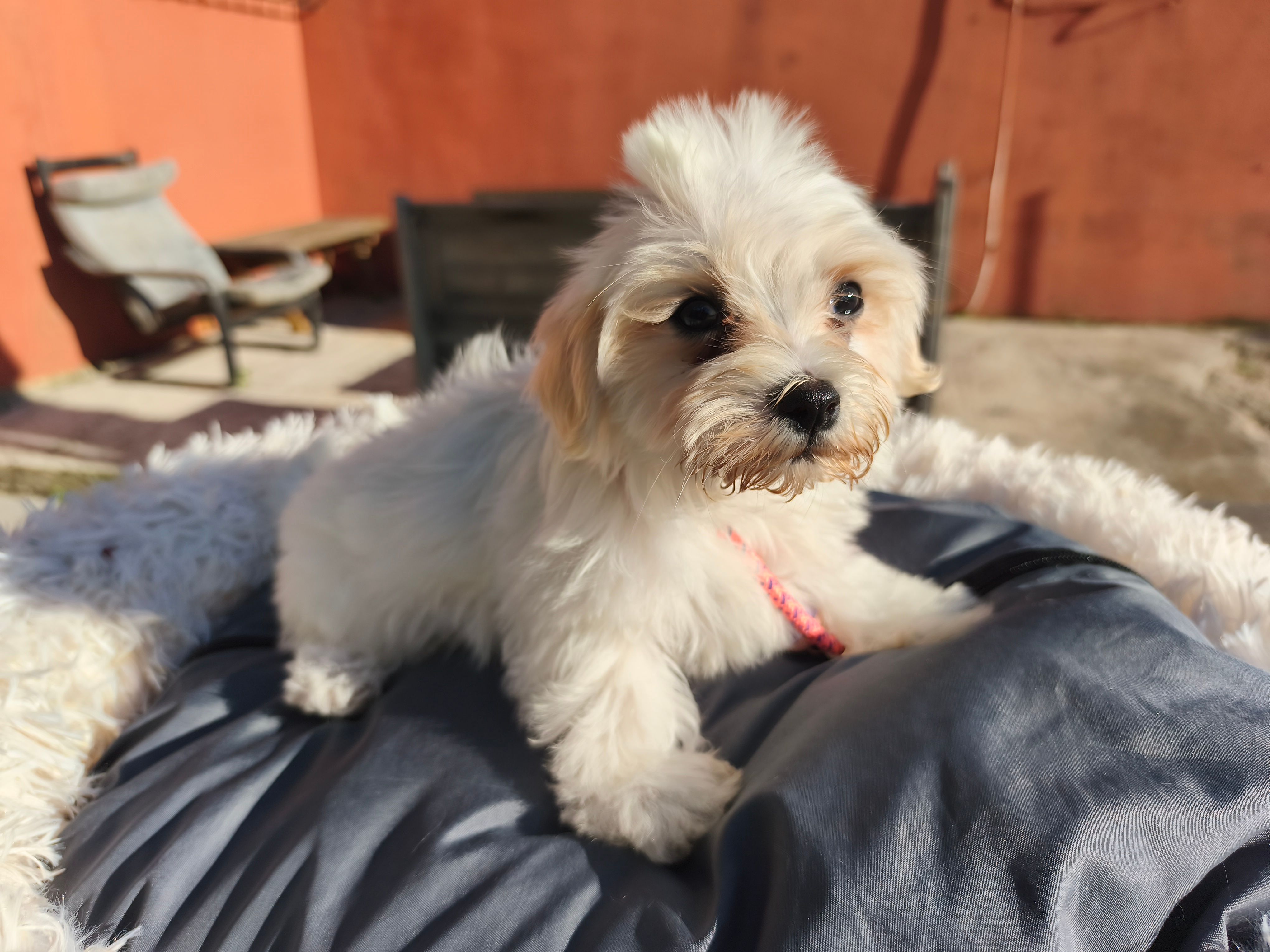 Cachorro Bichon Maltés hembra Valencia