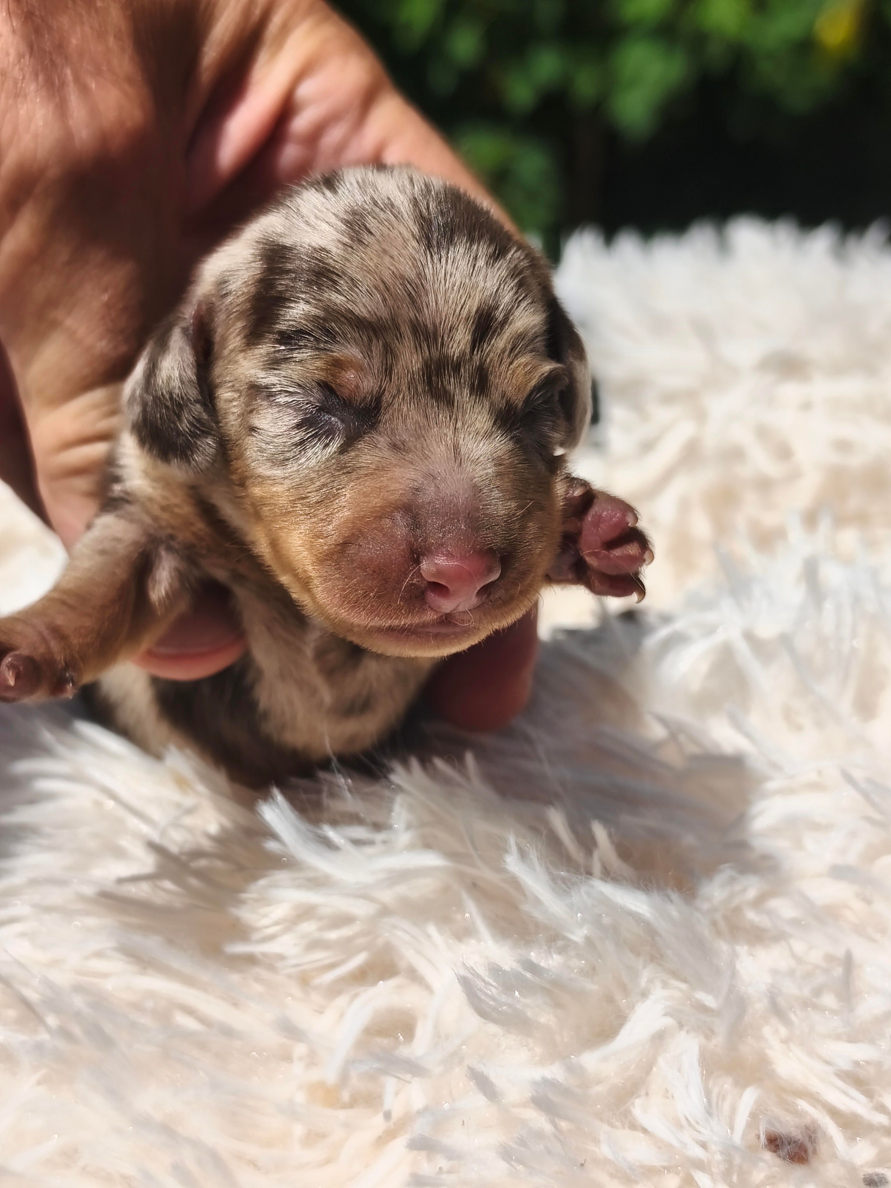 Cachorro Teckel pelo corto chocolate merle