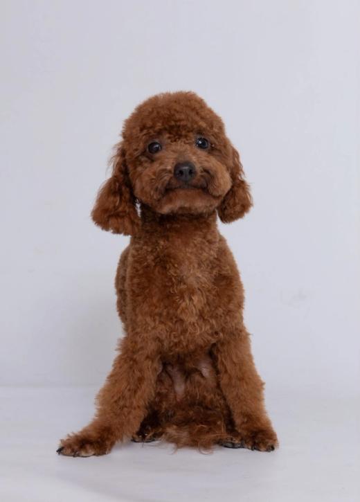 Caniche Toy