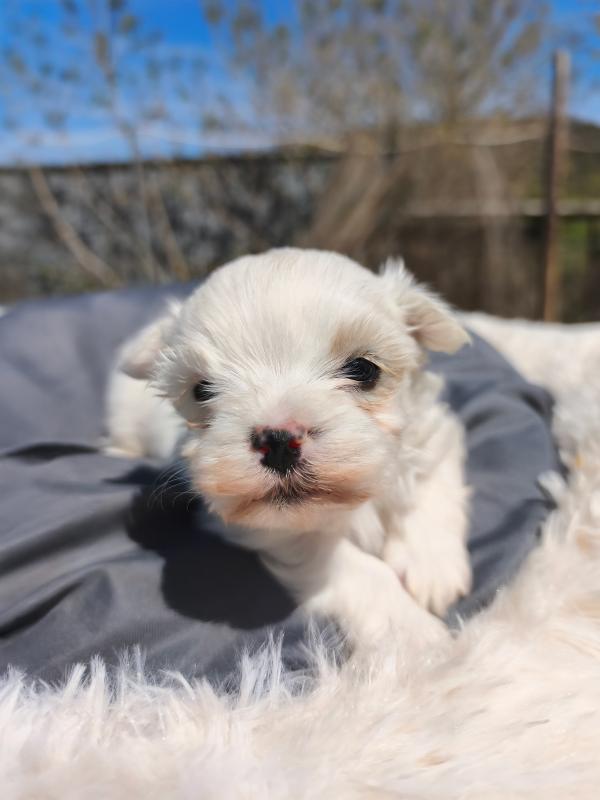 Cachorro de Bichón Maltés macho del criadero 4Patas en Dénia