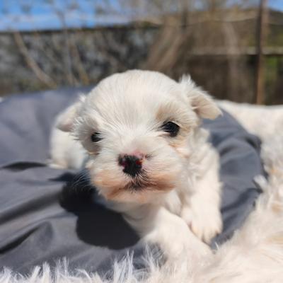 Cachorro de  macho — Criadero 4Patas