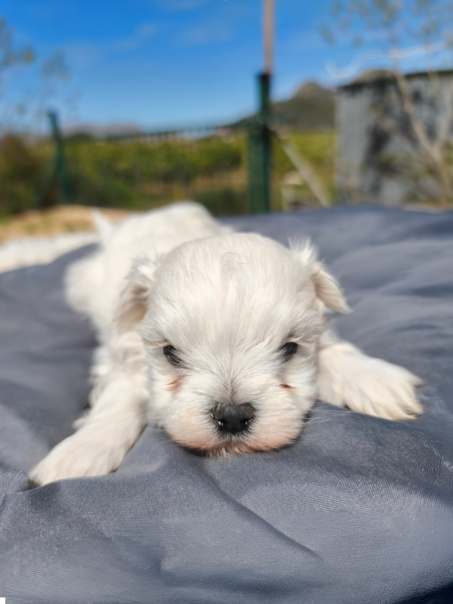 Cachorro Bichon Maltés Alicante