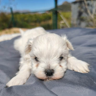 Cachorro de  macho — Criadero 4Patas
