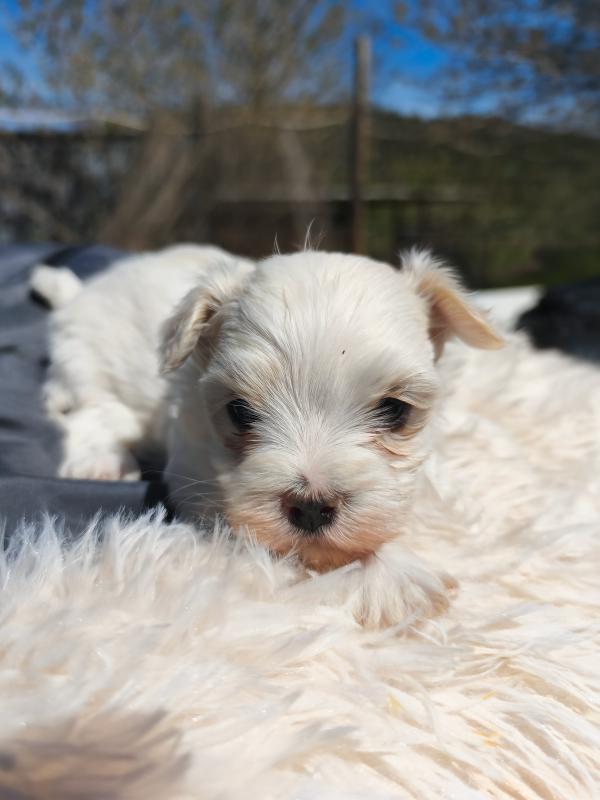 Cachorro de Bichón Maltés hembra del criadero 4Patas en Dénia