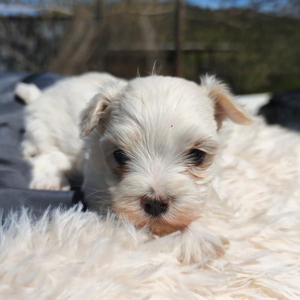 Bichón Maltés Welpe