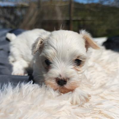 Cachorro de hembra en Valencia — Criadero 4Patas