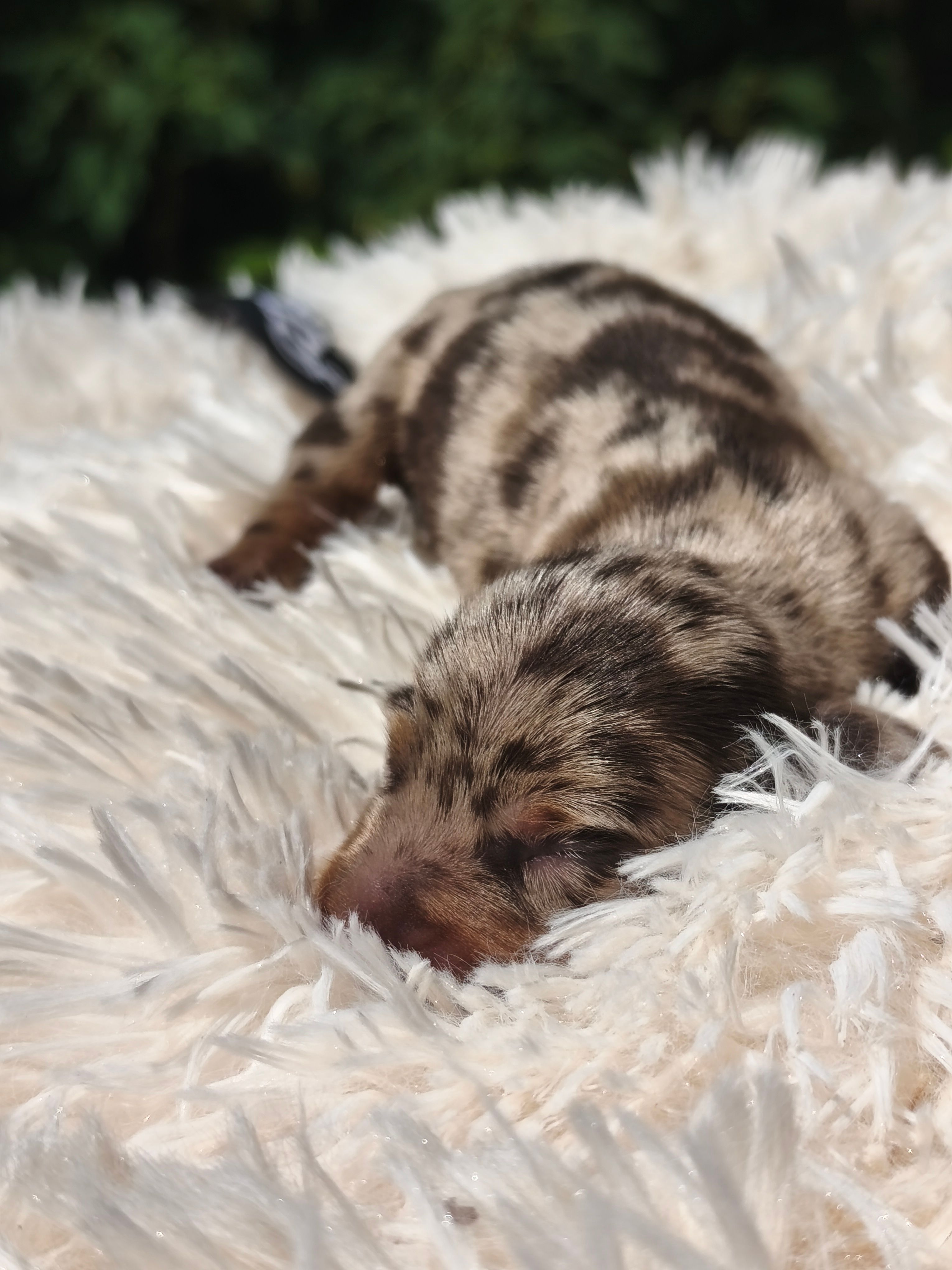 Cachorro teckel pelo corto chocolate merle arlequín