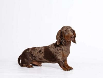 Teckel macho adulto (1 año)