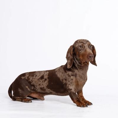 Cachorro de Teckel Kaninchen macho en Benidorm — Criadero 4Patas