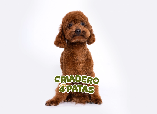 Caniche Toy
