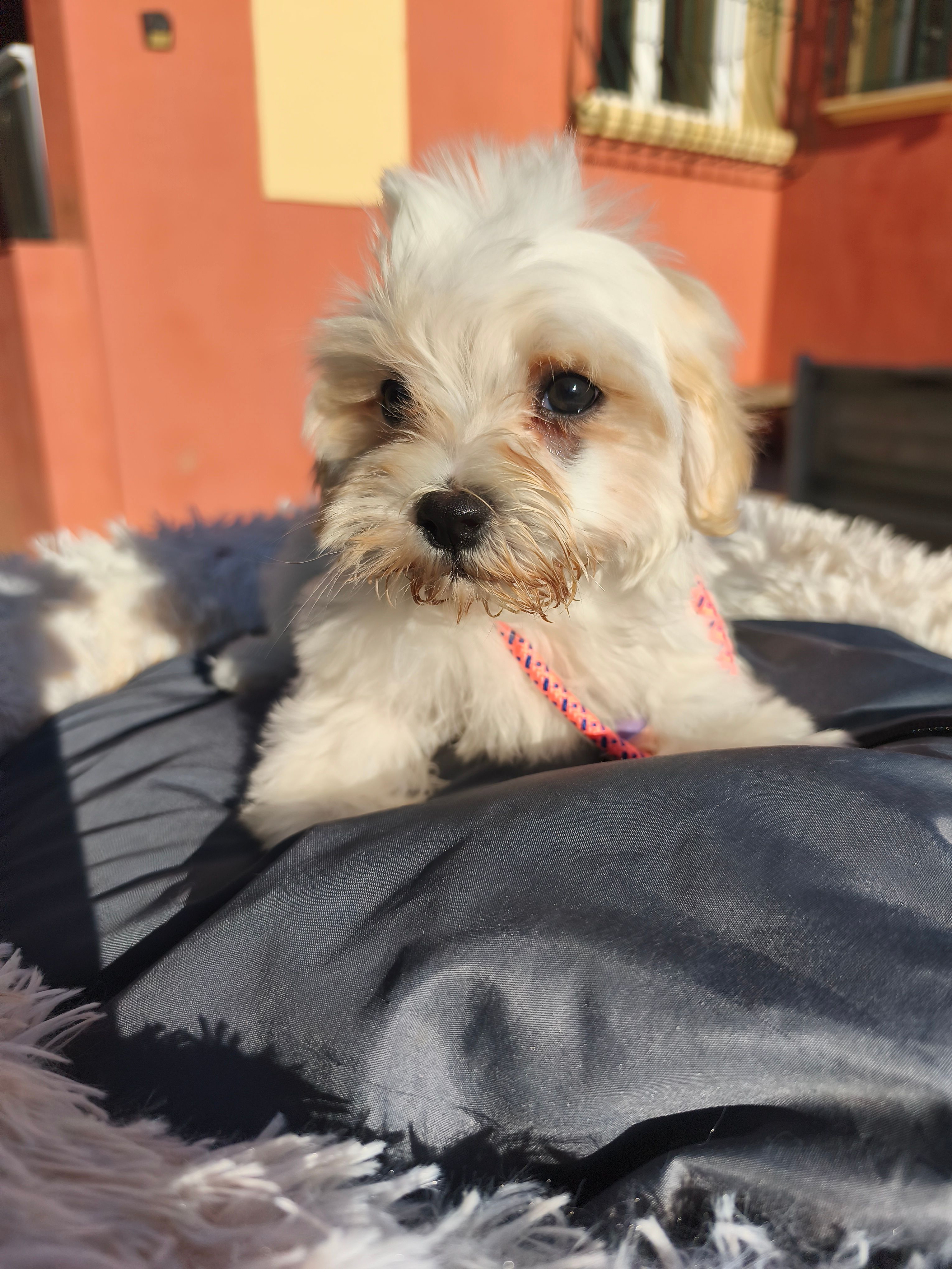 Cachorro Bichon Maltés hembra Valencia