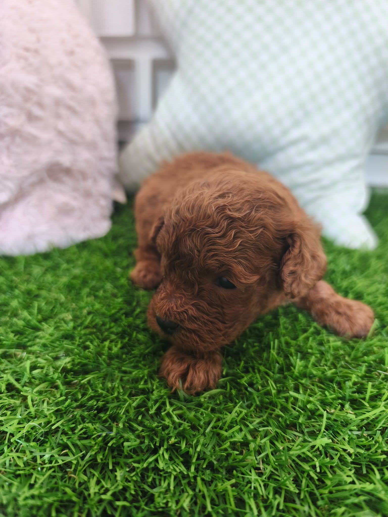 Cachorro de Caniche Toy — Caniche Toy