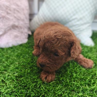 Cachorro de Caniche Toy macho en Benidorm — Criadero 4Patas